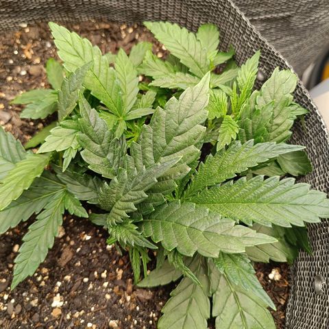 Legendary Punch growlog photo: Segue crescendo muito fert 3 dias e um de água 