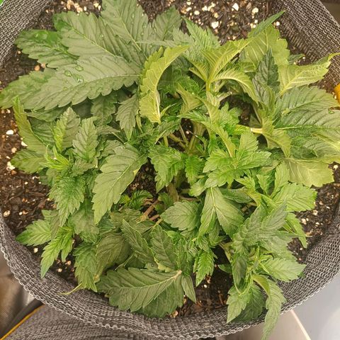 Legendary Punch growlog photo: LST feita 