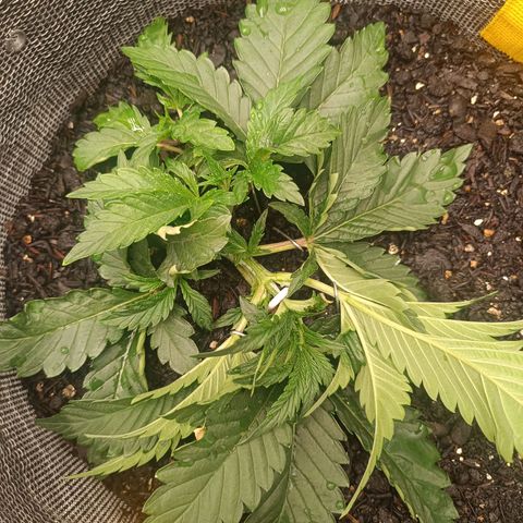 Legendary Punch growlog photo: LST feita 