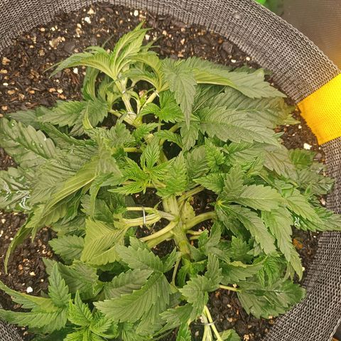 Legendary Punch growlog photo: LST feita 