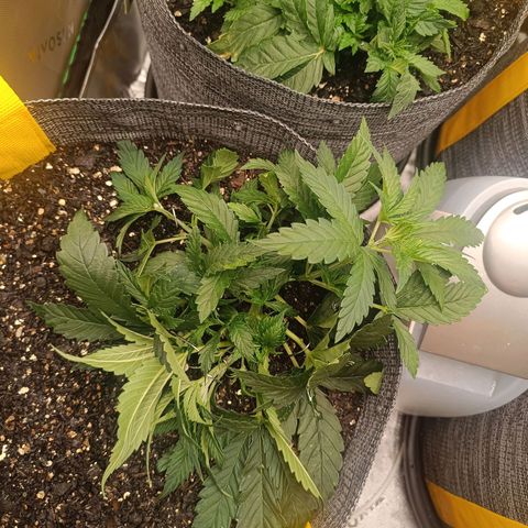 Legendary Punch growlog photo: LST feita 