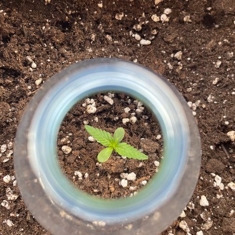 AUTO AK47 growlog timeline photo