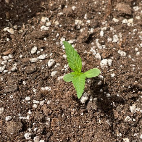 AUTO AK47 growlog photo: Primer día sin botella