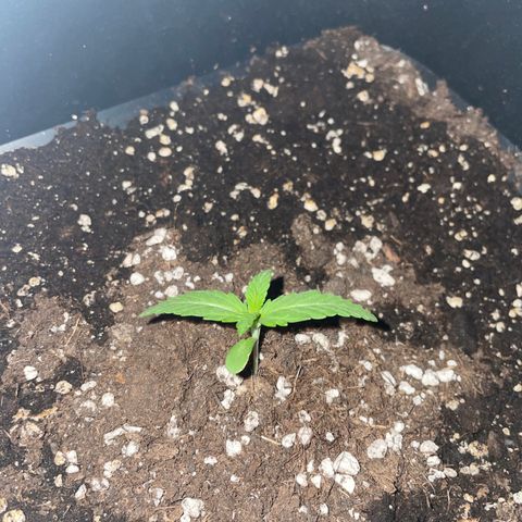 AUTO AK47 growlog timeline photo