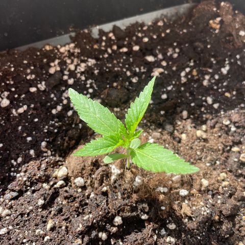 AUTO AK47 growlog timeline photo