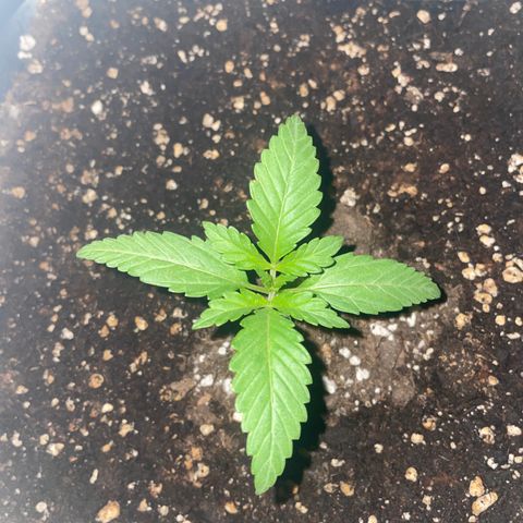 AUTO AK47 growlog timeline photo