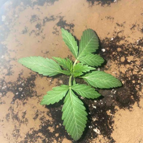 AUTO AK47 growlog timeline photo