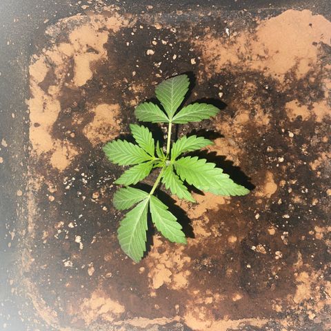 AUTO AK47 growlog timeline photo