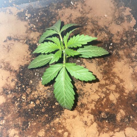 AUTO AK47 growlog timeline photo
