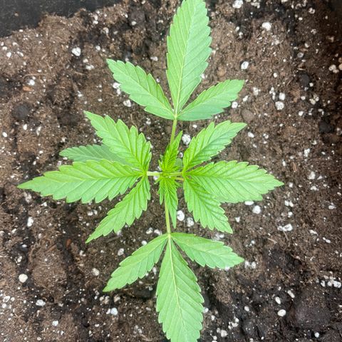AUTO AK47 growlog timeline photo