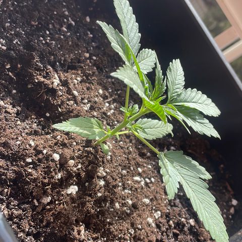 AUTO AK47 growlog timeline photo