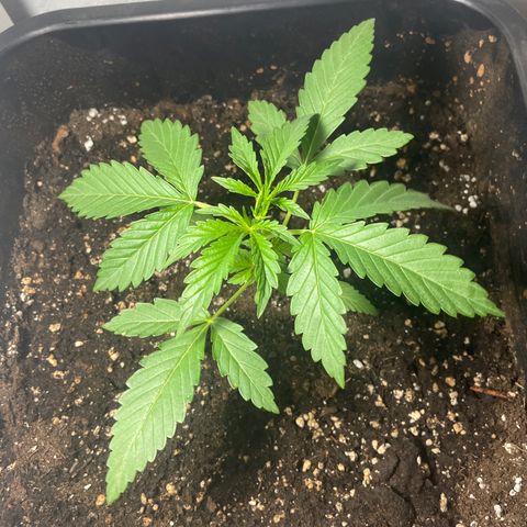 AUTO AK47 growlog timeline photo