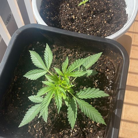 AUTO AK47 growlog timeline photo