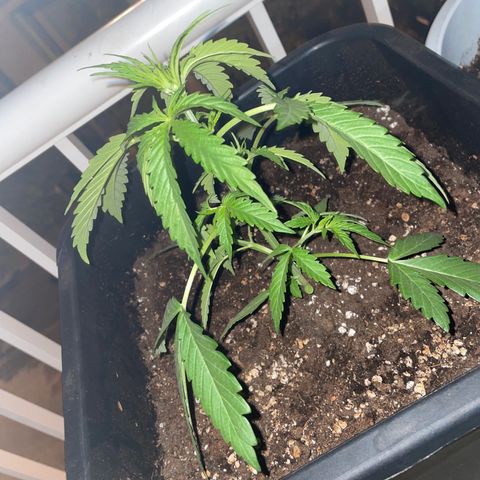 AUTO AK47 growlog timeline photo