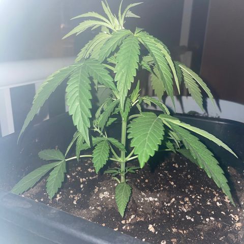 AUTO AK47 growlog timeline photo