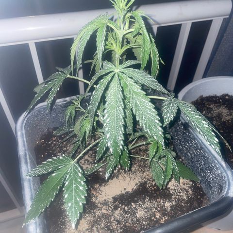 AUTO AK47 growlog timeline photo