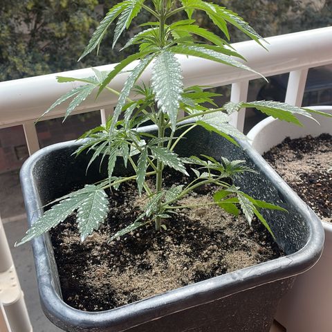AUTO AK47 growlog timeline photo