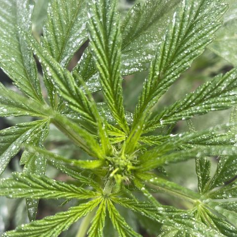 AUTO AK47 growlog timeline photo