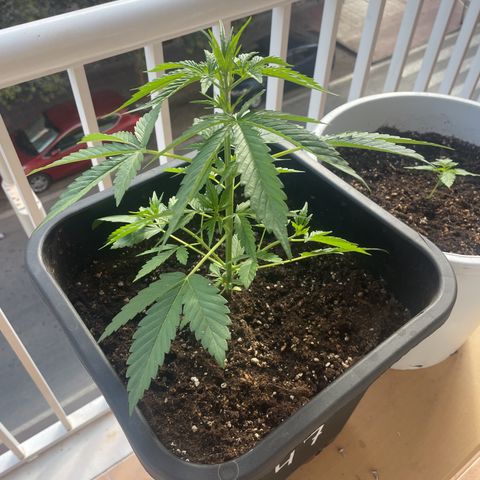 AUTO AK47 growlog timeline photo