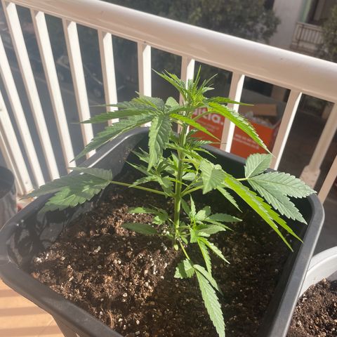 AUTO AK47 growlog timeline photo
