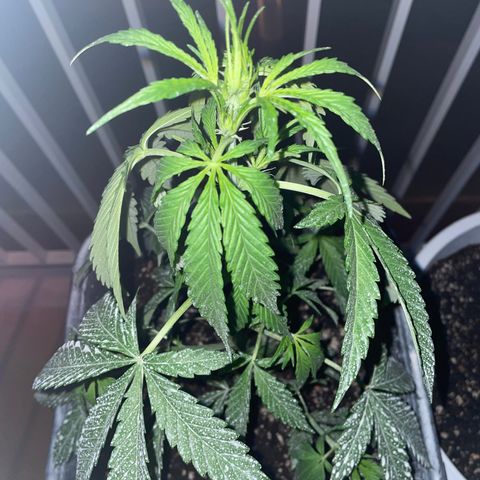 AUTO AK47 growlog timeline photo