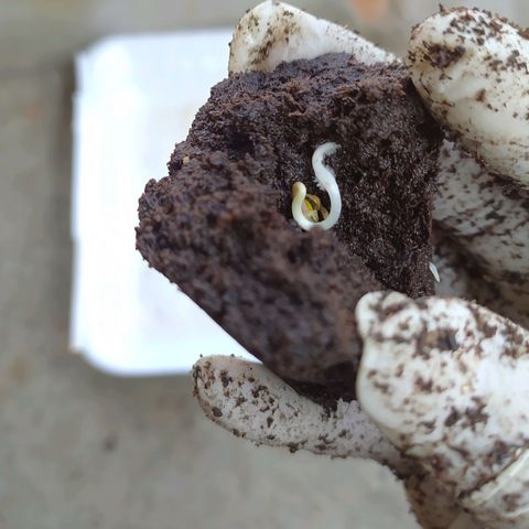 BlackBerry Gum #1 growlog photo: အမြစ်အနေအထားစိတ်ချရပီမို့မြေချ