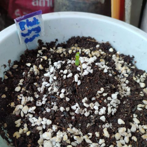 BlackBerry Gum #1 growlog photo: မနက် ညနေ နေအေးချိန် B1+ 3ဖုံးစီလောင်းပေးပီး humidity dome နဲ့သာထား