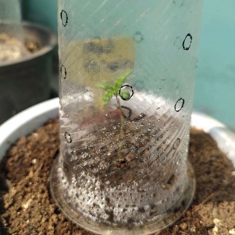 Red Poison #1 growlog photo: မနက်ခင်း နေအေးပြ B1+ မြေအပေါ်ယံစိုရုံလေးဖြန်းပေး