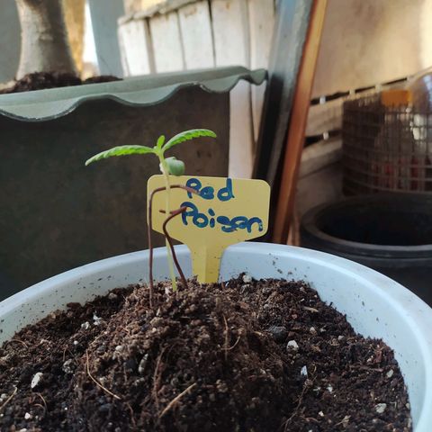 Red Poison #1 growlog photo: B1+ ဖျော်ထားတဲ့ရေပဲ မျက်နှာပြင်စိုရုံဖြန်းပေး