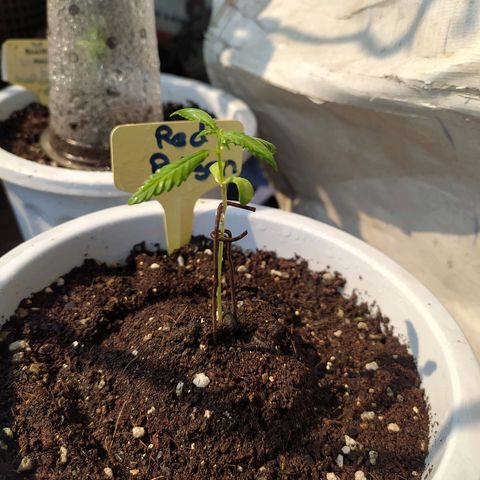 Red Poison #1 growlog photo: Seeding 2weeks ပြည့်ပေမယ့် vegetative ပြောင်းဆေးကျွေးဖို့စောင့်ကြည့်