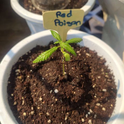 Red Poison #1 growlog photo: Seeding 2weeks ပြည့်ပေမယ့် vegetative ပြောင်းဆေးကျွေးဖို့စောင့်ကြည့်