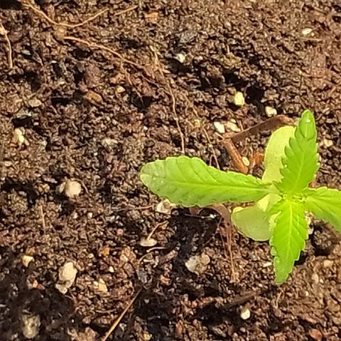 BlackBerry Gum #1 growlog photo: Seeding 2weeks ပြည့်ပေမယ့် vegetative ပြောင်းဆေးကျွေးဖို့စောင့်ကြည့်