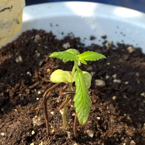 BlackBerry Gum #1 growlog photo: Seeding 2weeks ပြည့်ပေမယ့် vegetative ပြောင်းဆေးကျွေးဖို့စောင့်ကြည့်