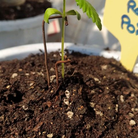 Red Poison #1 growlog timeline photo