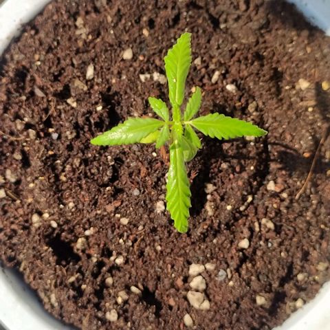 Red Poison #1 growlog timeline photo