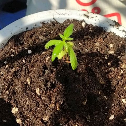 BlackBerry Gum #1 growlog timeline photo