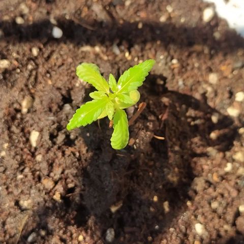 BlackBerry Gum #1 growlog timeline photo