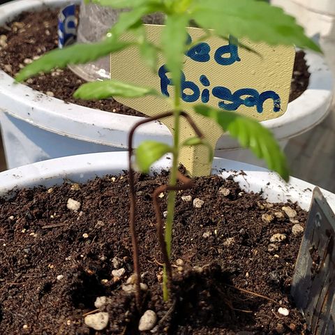 Red Poison #1 growlog timeline photo
