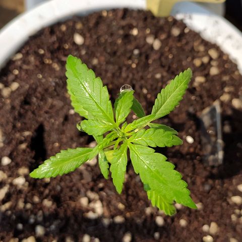 Red Poison #1 growlog timeline photo