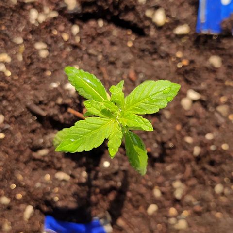 BlackBerry Gum #1 growlog timeline photo