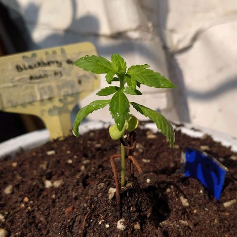 BlackBerry Gum #1 growlog timeline photo