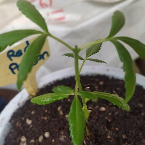 Red Poison #1 growlog photo: Topping train