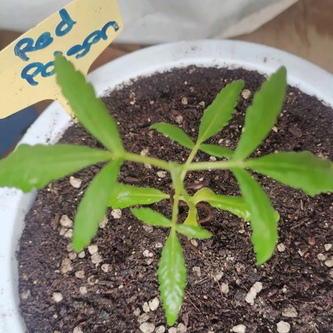 Red Poison #1 growlog photo: Topping train