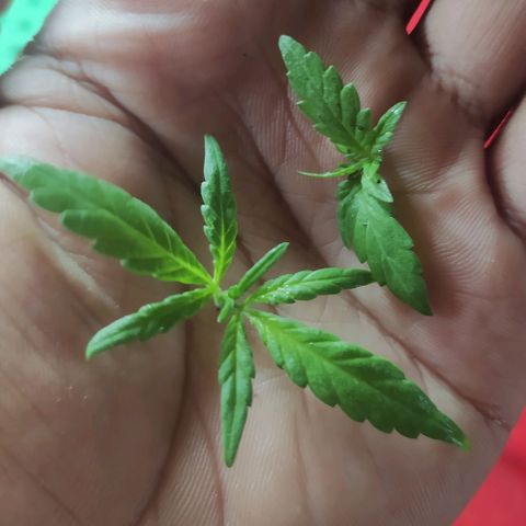 BlackBerry Gum #1 growlog photo: Topping train