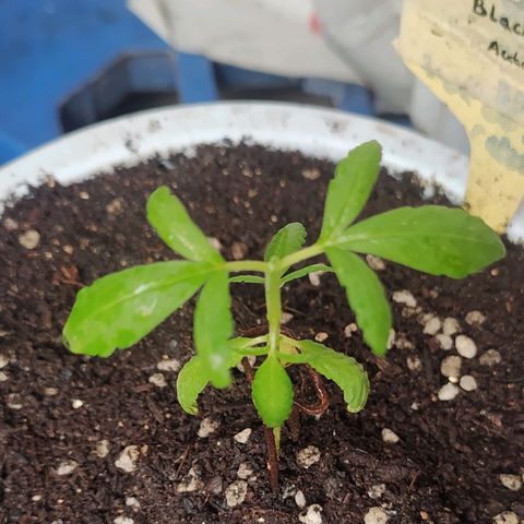 BlackBerry Gum #1 growlog photo: Topping train