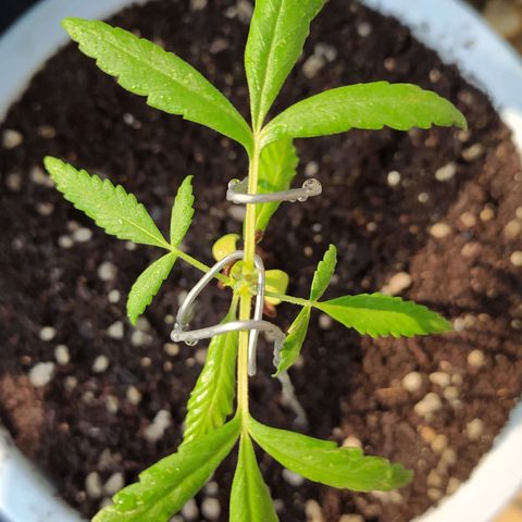Red Poison #1 growlog photo: Topping / LSD