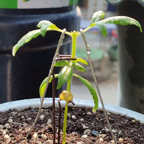 BlackBerry Gum #1 growlog photo: Topping / LSD