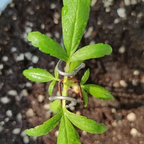 BlackBerry Gum #1 growlog photo: Topping / LSD