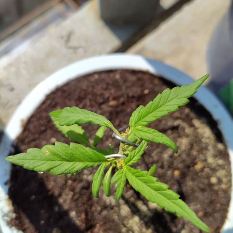 Red Poison #1 growlog timeline photo