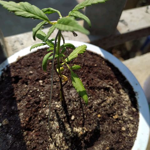 Red Poison #1 growlog timeline photo